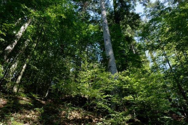Faggeta estiva sulle montagne dell'Abetone