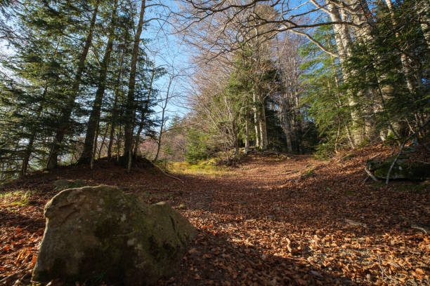 Sentiero autunnale nel bosco dell'Abetone